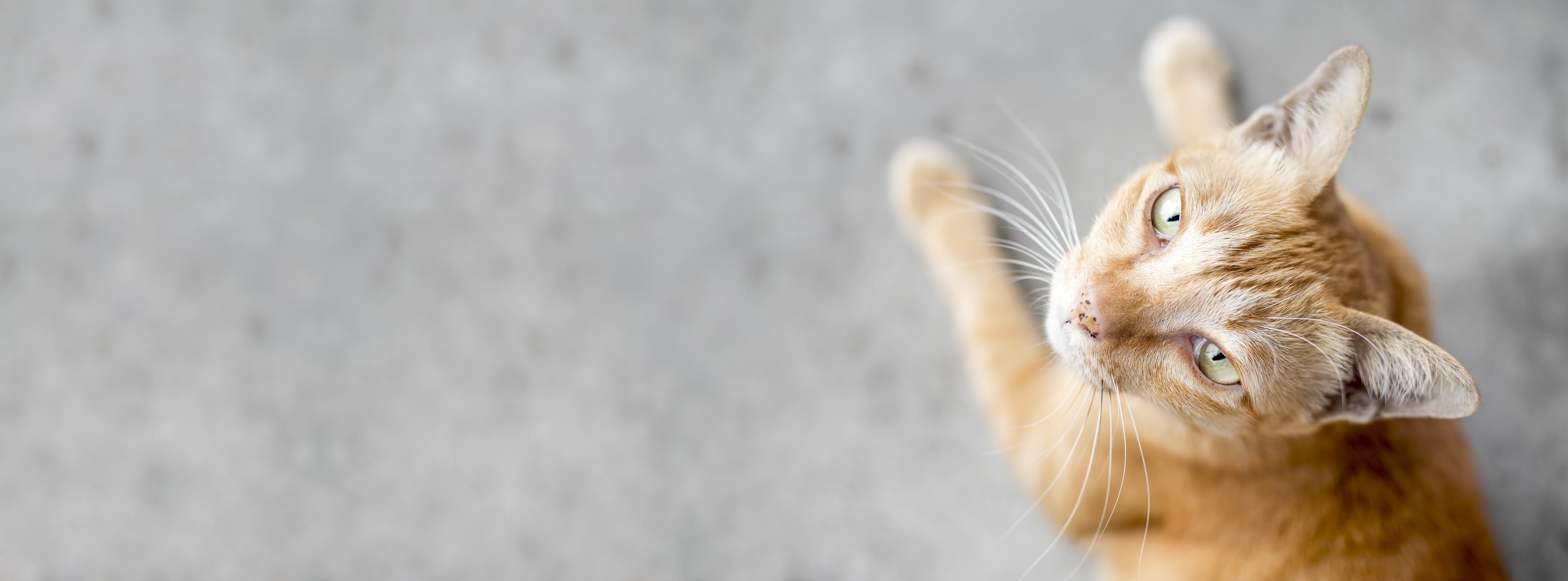Login | In-Home Pet Euthanasia Directory